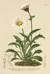 Marguerite alpine (Leucanthemum alpinum, Leucanthemopsis alpina, Chrysanthemum alpinum, Tanacetum alpinum)