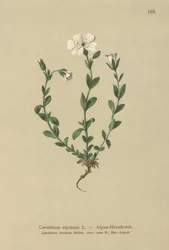Oreille de souris alpine (Cerastium alpinum)