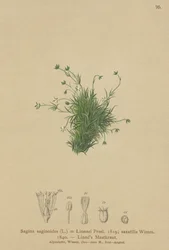 Sagine des Alpes (Sagina saginoides, Sagina Linnaei, Sagina saxatilis)