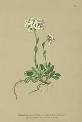 Tabouret des Alpes (Thlaspi alpinum, Noccaea alpestris subsp. alpestris, Thlaspi minimum, Noccaea crantzii, Thlaspi kerneri, Thlaspi alpinum var. kerneri, Thlaspi alpestre)