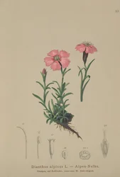 Œillet des Alpes (Dianthus alpinus)
