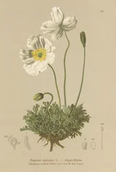 Pavot alpin