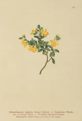 Hélianthème des Alpes (Helianthemum alpestre, Helianthemum Olandicum var. hirtum, Helianthemum montanum)