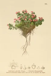 Androsace alpine