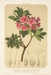 Rose alpine (Rhododendron hirsutum)
