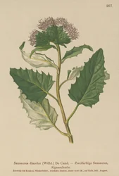 Saussurée alpine
