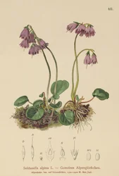Soldanelle des Alpes (Soldanella alpina)