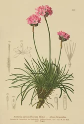 Armérie des Alpes (Armeria alpina)