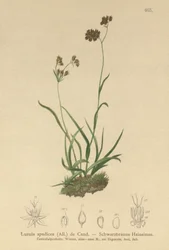Luzule alpine