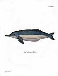 Dauphin de l