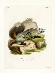 Blaireau américain