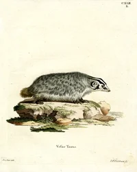 Blaireau américain
