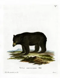 Ours noir américain