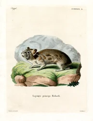 Pika américain