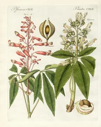 Types américains de marronniers