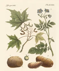 Plantes américaines