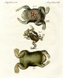 Crapauds américains