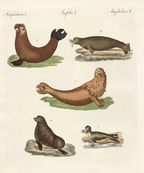Amphibiens