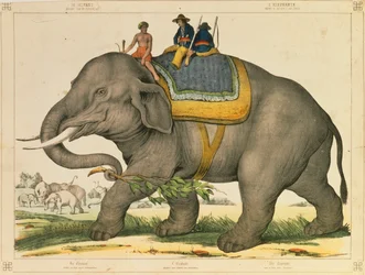 Un éléphant utilisé pour chasser ses semblables, feuille illustrée publiée par Joseph Scholz, Mayence, vers 1860