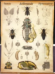 Anatomie de l