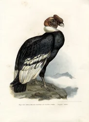 Condor des Andes, 1864
