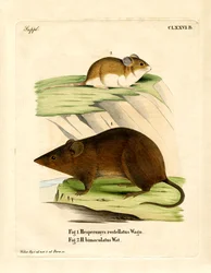 Souris vesper andine