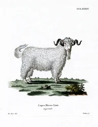 Chèvre angora