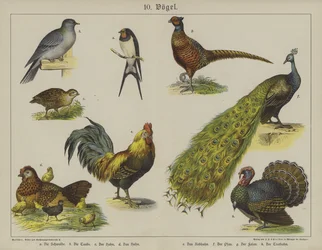Animaux