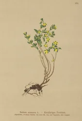 Orpin annuel (Sedum annuum)