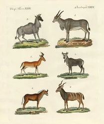 Antilopes et gazelles