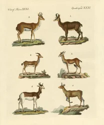Antilopes et gazelles