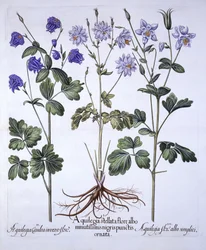 Ancolie, de Hortus Eystettensis, par Basil Besler, pub. 1613