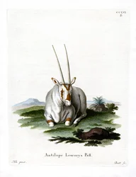 Oryx d