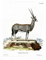Oryx d
