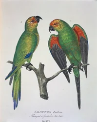 Aratinga Aurifrons (mâle et femelle), table XVI de 