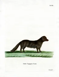 Renard arctique