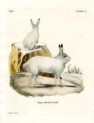 Lièvre arctique