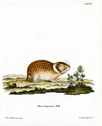 Lemming arctique
