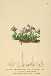 Myosotis arctique (Eritrichium nanum, Eritrichium Terglouense)