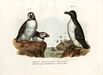 Macareux moine, 1864