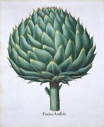 Artichaut de Hortus Eystettensis par Basil Besler (1561-1629) publié en 1613