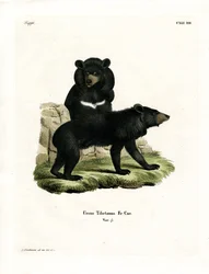 Ours noir asiatique