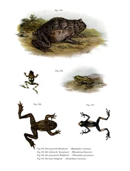 Grenouille cornue asiatique