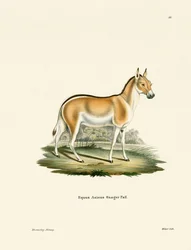 Âne Sauvage Asiatique