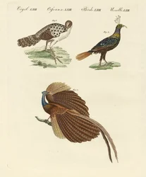 Oiseaux asiatiques (gravure en couleur)