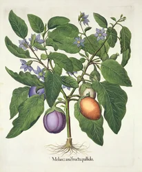 Aubergine : Melanzana fructu pallido, du Hortus Eystettensis par Basil Besler (1561-1629), pub. 1613 (gravure en couleur)
