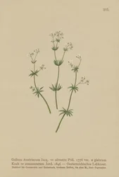 Gaillet autrichien (Galium austriacum, Galium silvestre (var. glabrum), Galium commutatum)