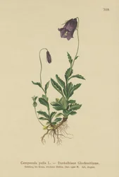 Campanule d