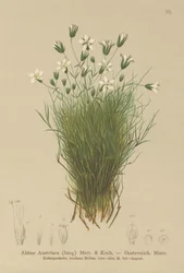 Sabuline autrichienne (Alsine Austriaca, Minuartia austriaca)