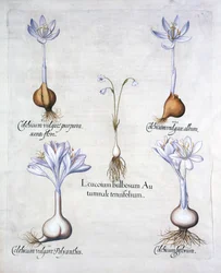 Autumn Snowflake et Meadow Saffrons, de Hortus Eystettensis, par Basil Besler, pub. 1613
